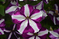 Perfectunia Nautica Petunia (Petunia 'Wespebina') at Lakeshore Garden Centres