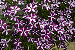 Perfectunia Nautica Petunia (Petunia 'Wespebina') at Lakeshore Garden Centres