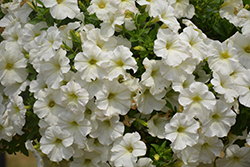 Perfectunia White Petunia (Petunia 'Perfectunia White') at Lakeshore Garden Centres