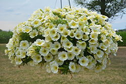 Perfectunia Sun Petunia (Petunia 'Perfectunia Sun') at Lakeshore Garden Centres