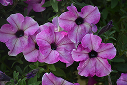 Perfectunia Pink Sugar Petunia (Petunia 'Wespebipisu') at Lakeshore Garden Centres