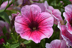 Perfectunia Malaga Petunia (Petunia 'Wespebimal') at Lakeshore Garden Centres