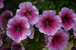 Perfectunia Malaga Petunia (Petunia 'Wespebimal') at Lakeshore Garden Centres
