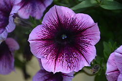 Perfectunia Curacao Petunia (Petunia 'Wespebicu') at Lakeshore Garden Centres