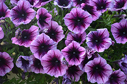Perfectunia Curacao Petunia (Petunia 'Wespebicu') at Lakeshore Garden Centres