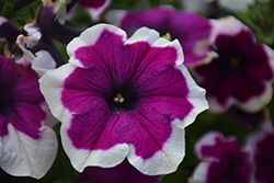 Crazytunia Passion Punch Petunia (Petunia 'Crazytunia Passion Punch') at Lakeshore Garden Centres