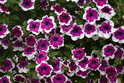 Crazytunia Passion Punch Petunia (Petunia 'Crazytunia Passion Punch') at Lakeshore Garden Centres