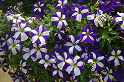 Crazytunia Lucky Lilac Petunia (Petunia 'Wespecraluli') at Lakeshore Garden Centres