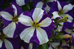 Crazytunia Lucky Lilac Petunia (Petunia 'Wespecraluli') at Lakeshore Garden Centres