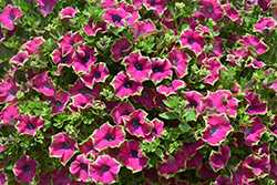 Crazytunia Kermit Purple Petunia (Petunia 'Crazytunia Kermit Purple') at Lakeshore Garden Centres