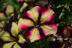Crazytunia Bouquet Burgundy Star Petunia (Petunia 'Wespecrabobust') at Lakeshore Garden Centres