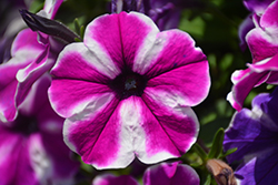 BigDeal Roaring Raspberry Petunia (Petunia 'Wespeoutrora') at Lakeshore Garden Centres