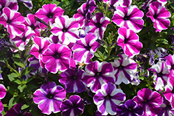 BigDeal Roaring Raspberry Petunia (Petunia 'Wespeoutrora') at Lakeshore Garden Centres
