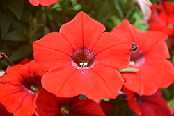 Sanguna Red Petunia (Petunia 'Sanguna Red') at Lakeshore Garden Centres