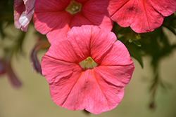 Sanguna Patio Salmon Petunia (Petunia 'Sanguna Patio Salmon') at Lakeshore Garden Centres