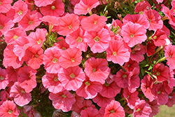 Sanguna Patio Salmon Petunia (Petunia 'Sanguna Patio Salmon') at Lakeshore Garden Centres