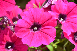 Sanguna Patio Purple Petunia (Petunia 'Sanguna Patio Purple') at Lakeshore Garden Centres