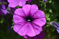 Sanguna Deep Lavender Vein Petunia (Petunia 'Sanguna Deep Lavender Vein') at Lakeshore Garden Centres