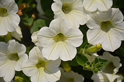 Dekko White Petunia (Petunia 'Dekko White') at Lakeshore Garden Centres