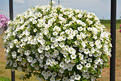 Dekko White Petunia (Petunia 'Dekko White') at Lakeshore Garden Centres