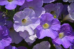 Dekko Sky Blue Petunia (Petunia 'Dekko Sky Blue') at Lakeshore Garden Centres