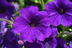Dekko Blue Petunia (Petunia 'Dekko Blue') at Lakeshore Garden Centres