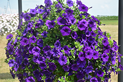 Dekko Blue Petunia (Petunia 'Dekko Blue') at Lakeshore Garden Centres