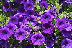 Dekko Blue Petunia (Petunia 'Dekko Blue') at Lakeshore Garden Centres