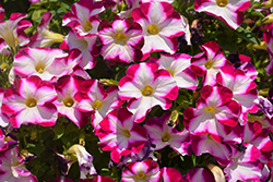 ColorWorks Ruby Star Petunia (Petunia 'ColorWorks Ruby Star') at Lakeshore Garden Centres
