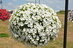 Supertunia White Charm Petunia (Petunia 'Supertunia White Charm') at Lakeshore Garden Centres
