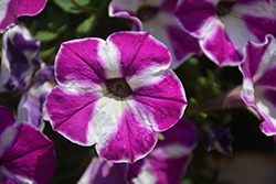 ColorWorks Violet Star Petunia (Petunia 'ColorWorks Violet Star') at Lakeshore Garden Centres