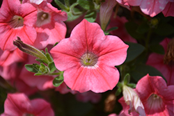 Dekko Star Coral Petunia (Petunia 'Dekko Star Coral') at Lakeshore Garden Centres