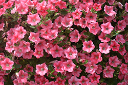 Dekko Star Coral Petunia (Petunia 'Dekko Star Coral') at Lakeshore Garden Centres