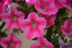 Dekko Star Rose Petunia (Petunia 'Dekko Star Rose') at Lakeshore Garden Centres
