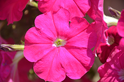 Sanguna Hot Rose Petunia (Petunia 'Sanguna Hot Rose') at Lakeshore Garden Centres