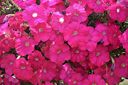Sanguna Hot Rose Petunia (Petunia 'Sanguna Hot Rose') at Lakeshore Garden Centres