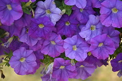 Sanguna Light Blue Petunia (Petunia 'Sanguna Light Blue') at Lakeshore Garden Centres