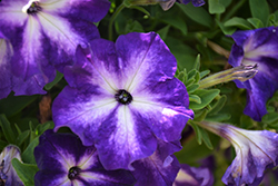 Sanguna Patio Radiant Dark Blue Petunia (Petunia 'Sanguna Patio Radiant Dark Blue') at Lakeshore Garden Centres
