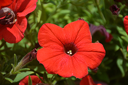 Sanguna Patio Red Petunia (Petunia 'Sanguna Patio Red') at Lakeshore Garden Centres