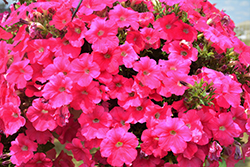 Sanguna Rose Petunia (Petunia 'Sanguna Rose') at Lakeshore Garden Centres