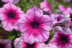 Crazytunia Purple Spark Petunia (Petunia 'Crazytunia Purple Spark') at Lakeshore Garden Centres