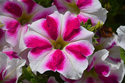 BigDeal Flamenco Dancer Petunia (Petunia 'Wespeoutflada') at Lakeshore Garden Centres