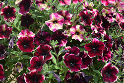 Crazytunia Blackberry Cheesecake Petunia (Petunia 'Wespecrablche') at Lakeshore Garden Centres