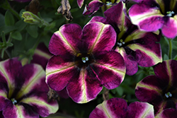 Crazytunia Blackberry Mojito Petunia (Petunia 'Crazytunia Blackberry Mojito') at Lakeshore Garden Centres