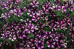 Crazytunia Blackberry Mojito Petunia (Petunia 'Crazytunia Blackberry Mojito') at Lakeshore Garden Centres