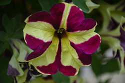 Crazytunia Knight Rider Petunia (Petunia 'Crazytunia Knight Rider') at Lakeshore Garden Centres