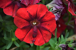 Crazytunia Red Blues Petunia (Petunia 'Crazytunia Red Blues') at Lakeshore Garden Centres