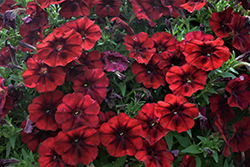 Crazytunia Red Blues Petunia (Petunia 'Crazytunia Red Blues') at Lakeshore Garden Centres