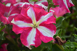 Crazytunia Pink Frills Petunia (Petunia 'Wespecrapifi') at Lakeshore Garden Centres