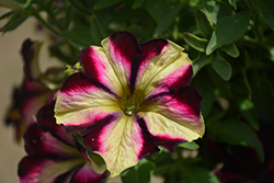 Crazytunia Pulse Petunia (Petunia 'Crazytunia Pulse') at Lakeshore Garden Centres